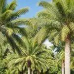 Ein paar Palmen die nebeeinander stehen
