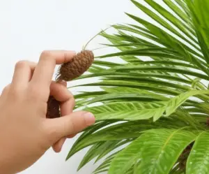 Eine Hand, welche eine praktische Anwendung an einer Palme ausübt